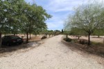 Land for sale in the Elche area